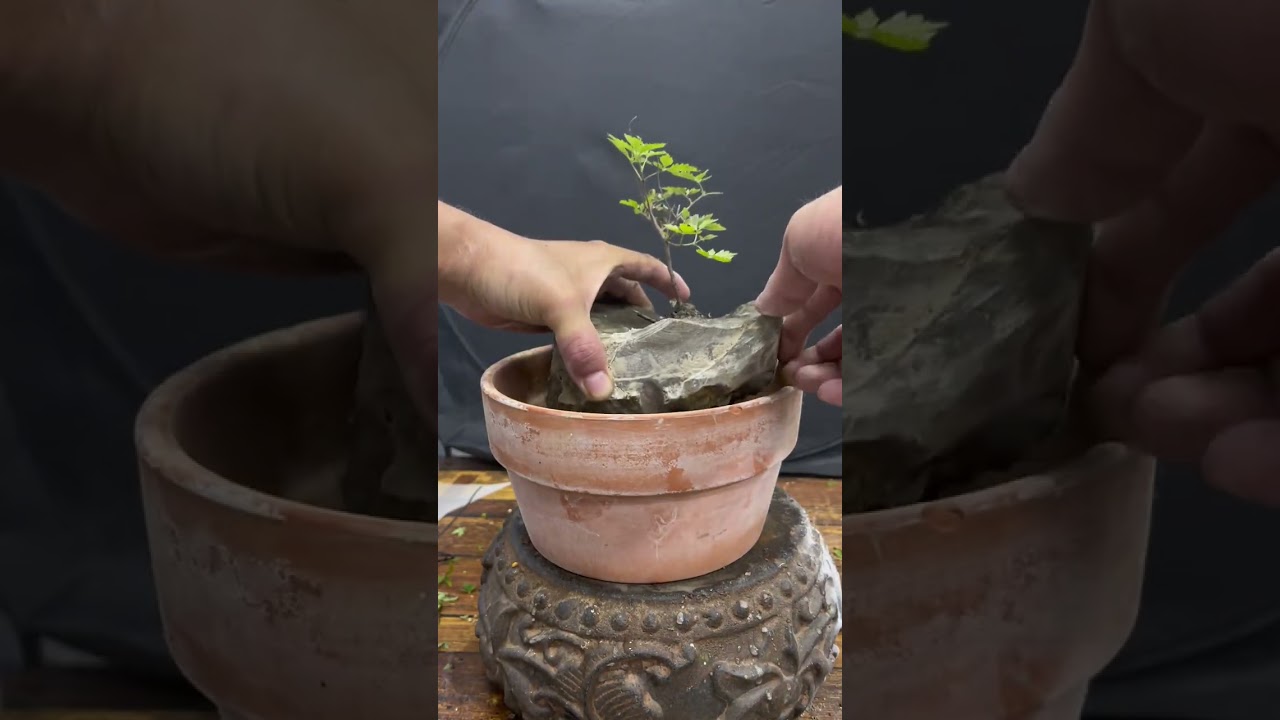 Apply slow-release fertilizers during the growing season to provide nutrients 