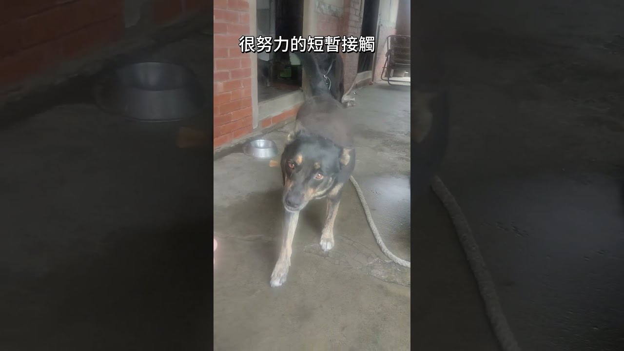 [台灣米克斯]403  社恐狗一天只給2-3秒的接觸 但已經很努力了...#台灣犬 #台灣米克斯 縮圖