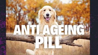 How this pill can increase your dog’s life?