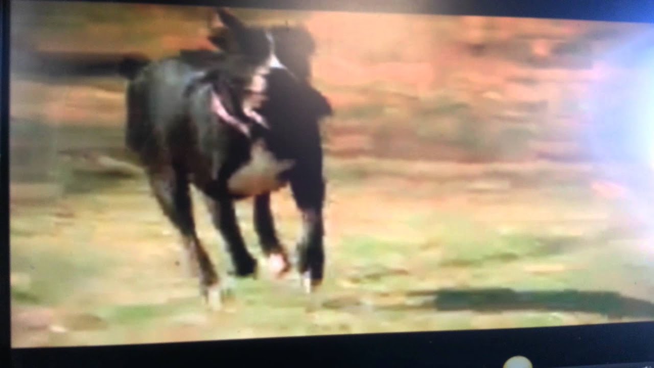 Dog Hero -- Pitbull Saves Family From Fire -- Save From Fire Again ...