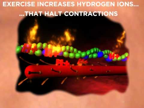INTENSITY!! BETA ALANINE EXTREME®