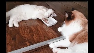 Sharing Is Caring, Fluffy Ragdoll Brothers