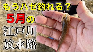 21シーズン開幕 ５月の江戸川放水路でもうハゼは釣れるのか Youtube