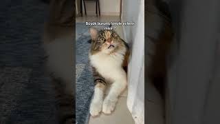 Olabilir Neden Olmasın 🧚🏼♀️