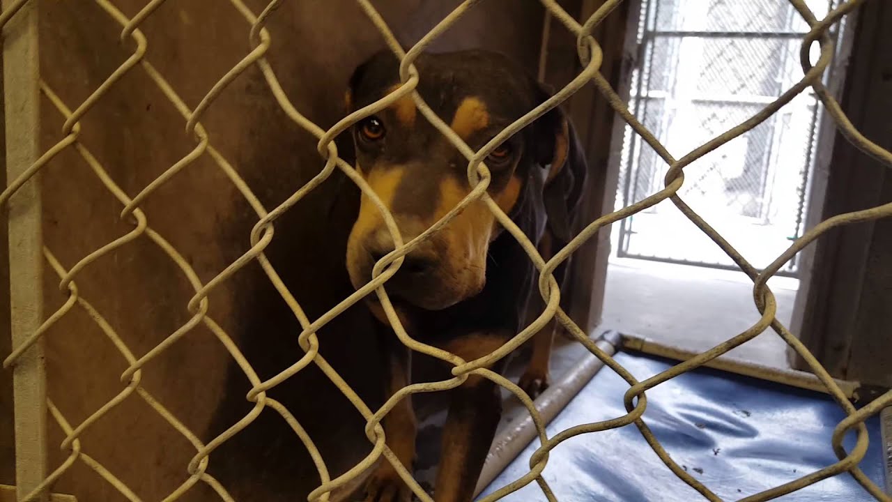 E216 / A3634256 2 YR/ 0.00 MO M BLACK / TAN ROTTWEILER/CHINESE SHARPEI ...