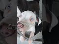 Be the reason a shelter dog smiles again. Your kindness can change everything.#supportdog #viral#uk