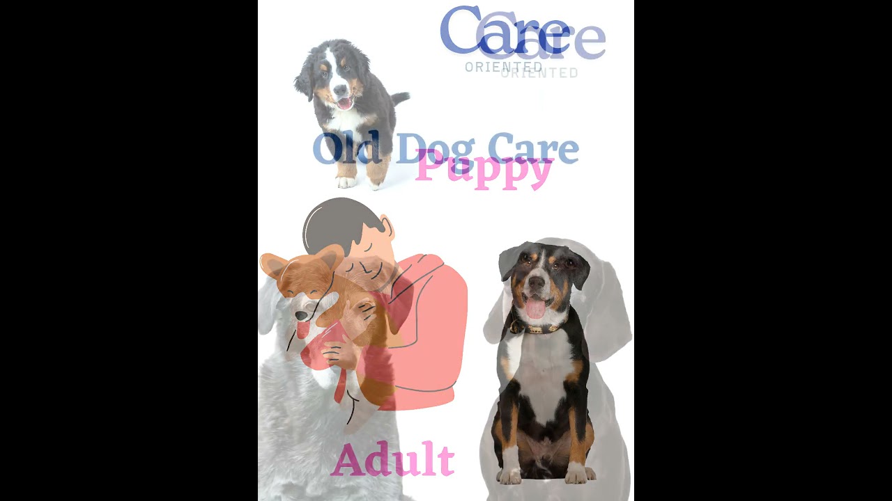 Dog Hostel Just For ₹ 300 per day 