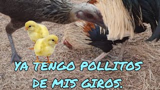 NACEN MIS POLLITOS DE MIS G4LL0S GIROS ❌🐥🐥