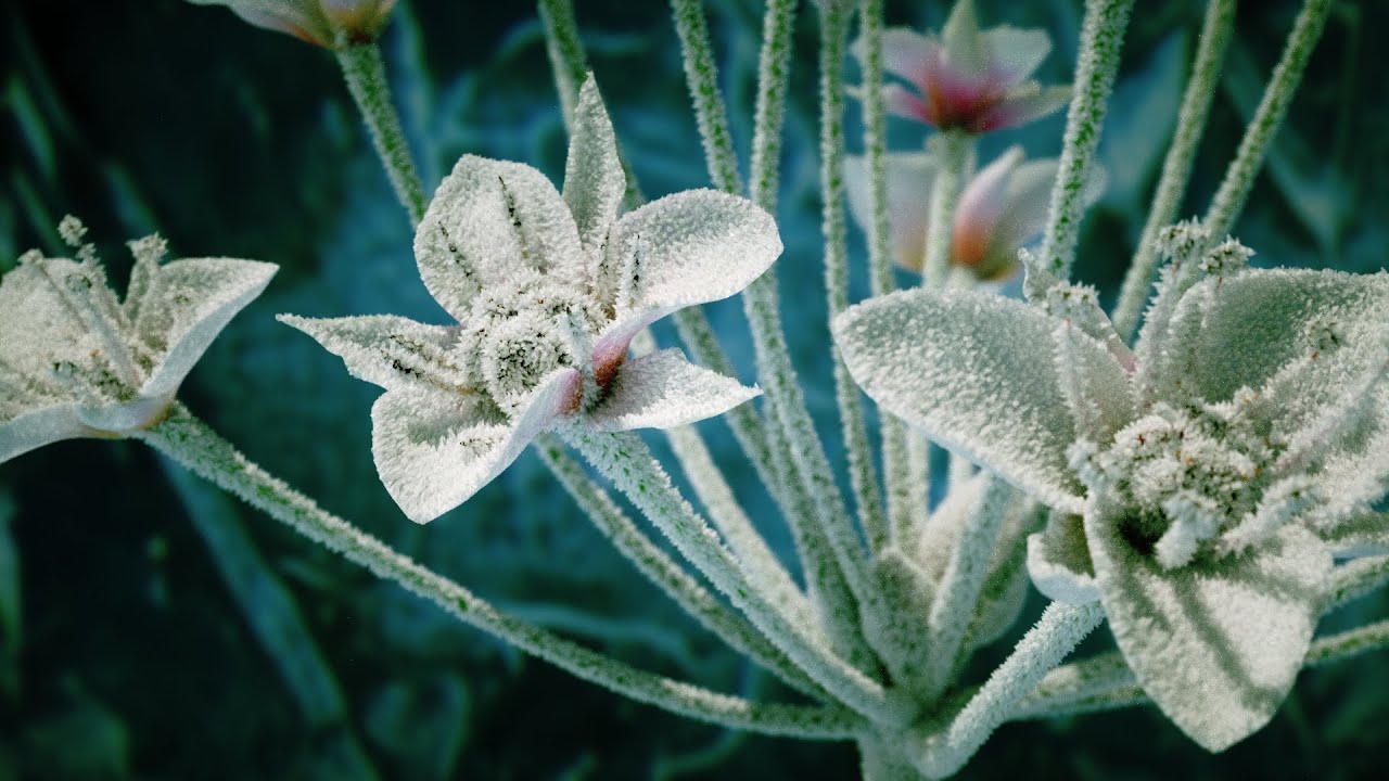 Frozen Flower wip 01 (LightWave Instancer + Octane 2.24.2.0)