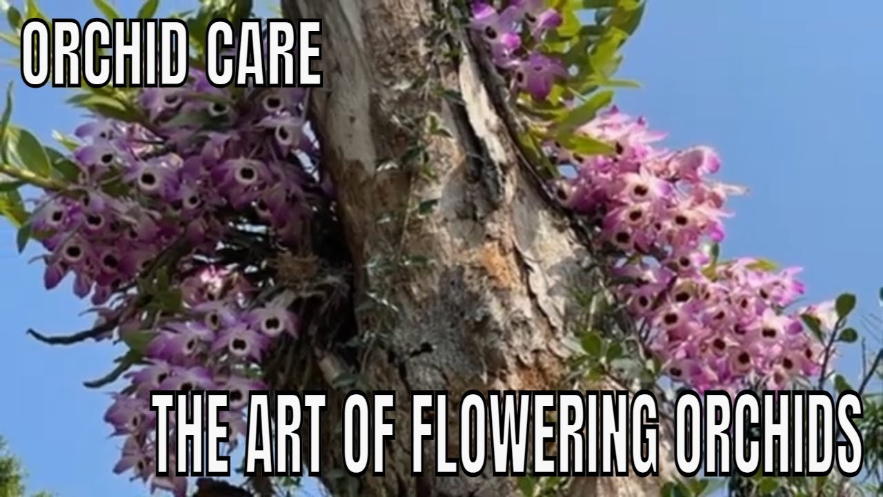 Blossoming Brilliance: Mastering the Art of Dendrobium Nobile Flowering