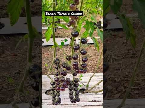 Video: Tomato Indigo Rose: descrizione della varietà, coltivazione, recensioni