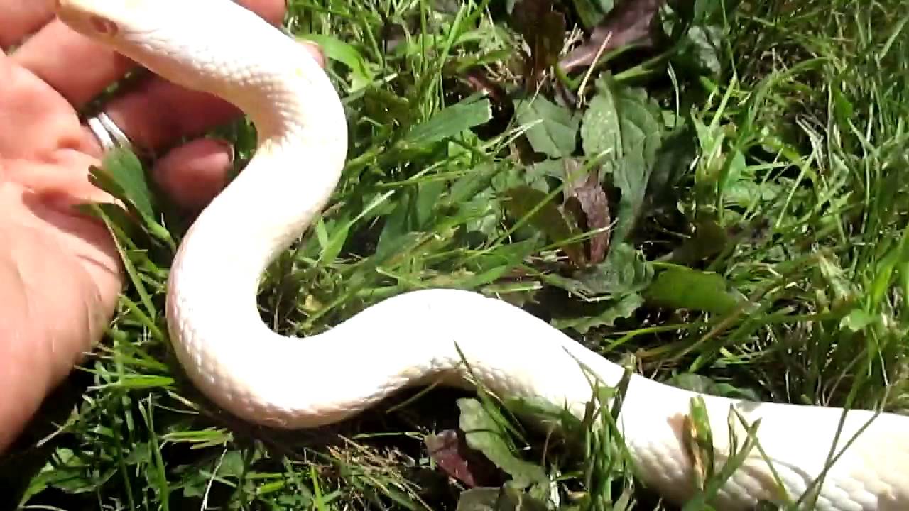 corn snake morphs Showcase Flashe's Day Out