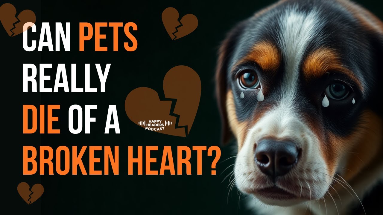 Can Pets Really Die of a Broken Heart