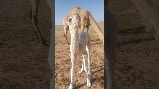 #animals 🐪🐪🐪 baby so cute in Saudi Arabia
