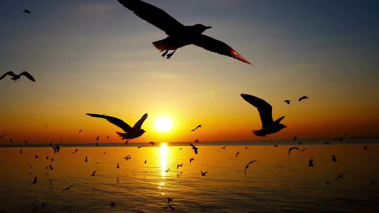 PAESAGGI MERAVIGLIOSI 