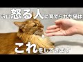 たくさん怒る人に育てられた猫だけが見せる行動