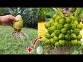 🔴LIVE: 🌴How to Grow a Coconut Tree from a Coconut 🥥
