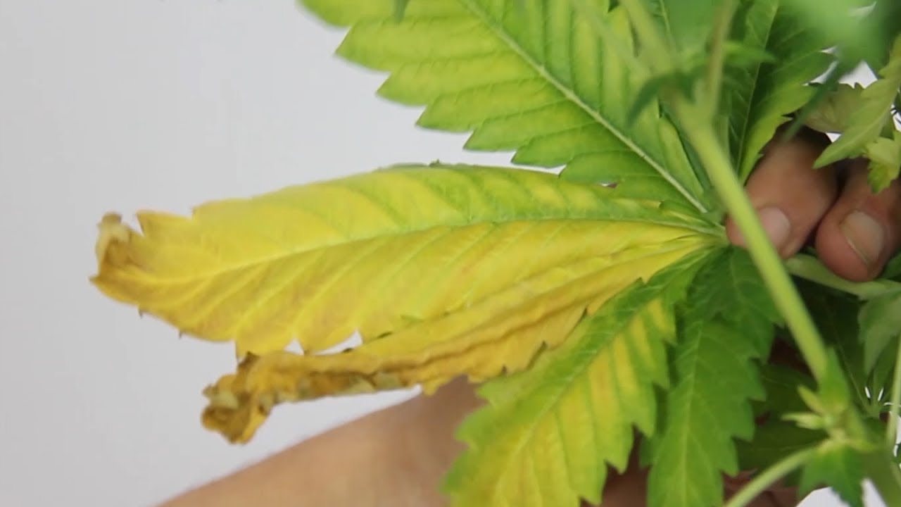 ¿Qué le pasa a mi PLANTA de MARIHUANA? PROBLEMA BLOQUEO: Cómo hacer LAVADO DE RAÍCES. TOP CULTIVO 17