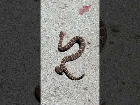 Rattlesnake bites it’s headless body #shorts #tiktok #trending #viral #shortvideo #video