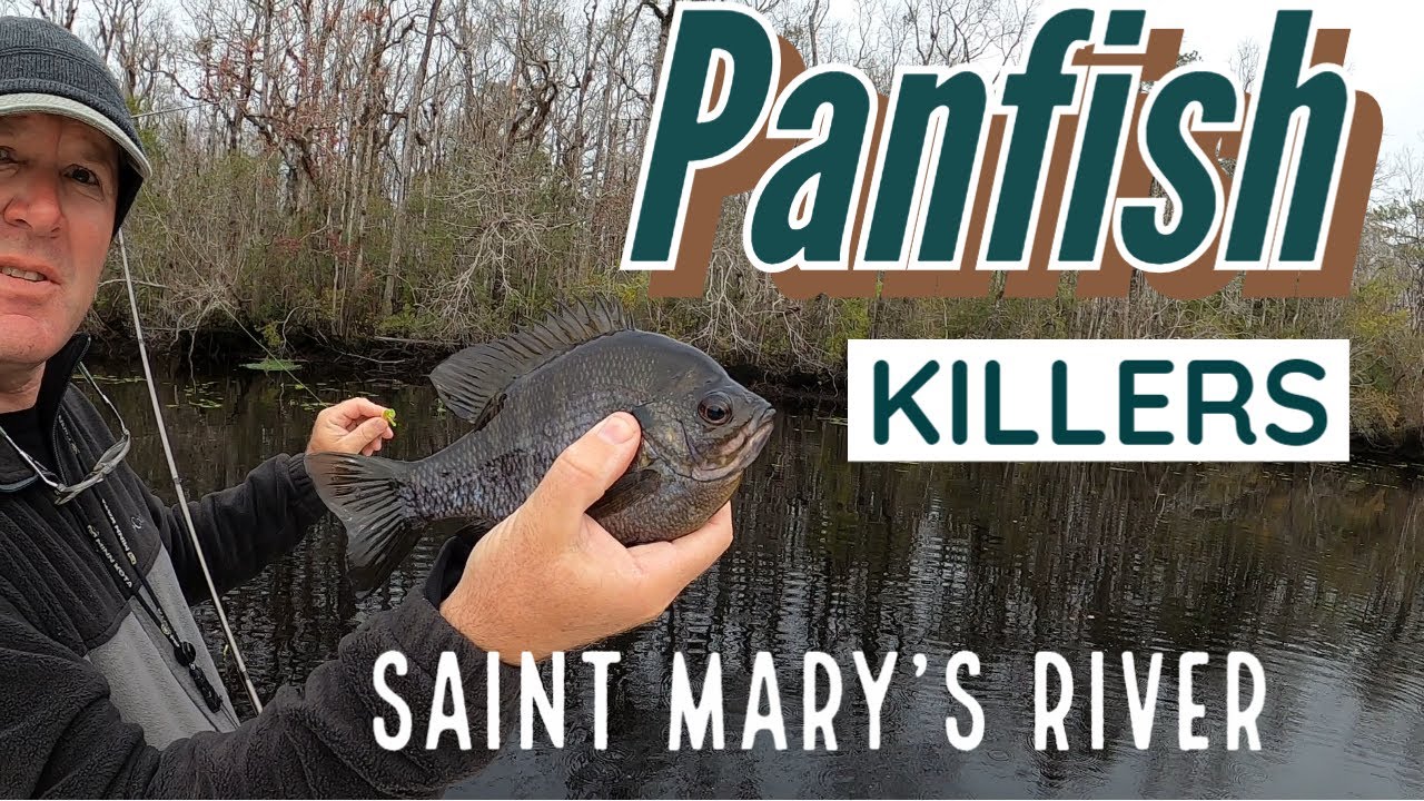 Big Panfish on the Saint Mary's River!