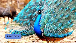 Blue Animals Song | Colors Song | Learn Colors and #Animals for #kids  #colors