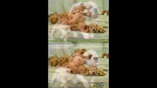 Dog Lovers New Fd Games Trailer