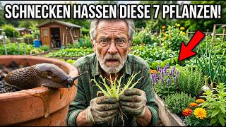 Diese 7 Pflanzen vertreiben Schnecken ganz ohne Chemie