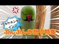 【ワカケホンセイインコの生態】ファフ子のお怒りぷんぷん特集10個詰め合わせ #ワカケホンセイインコ #インコ #おもしろインコ