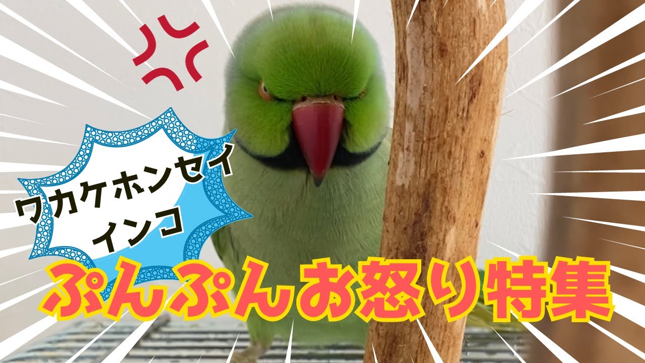 ワカケホンセイインコの生態】ファフ子のお怒りぷんぷん特集10個