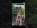 EL CAZADOR MÁS TEMIDO DE LA SELVA #viral