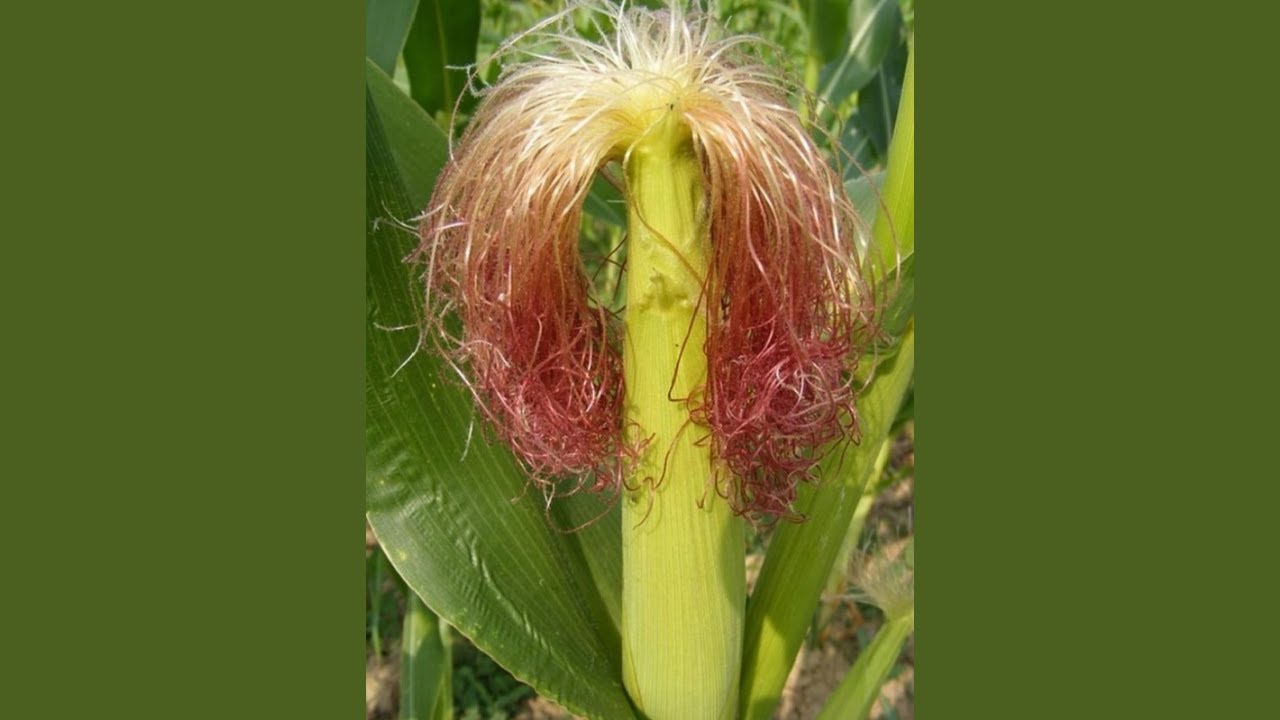 Corn Silk  The Forgotten Superfood That Fights Kidney Stones, Diabetes & Inflammation