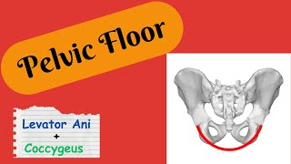 Pelvic floor or diaphragm // Pelvic wall Part 1// Anatomy, functions and components of pelvic floor
