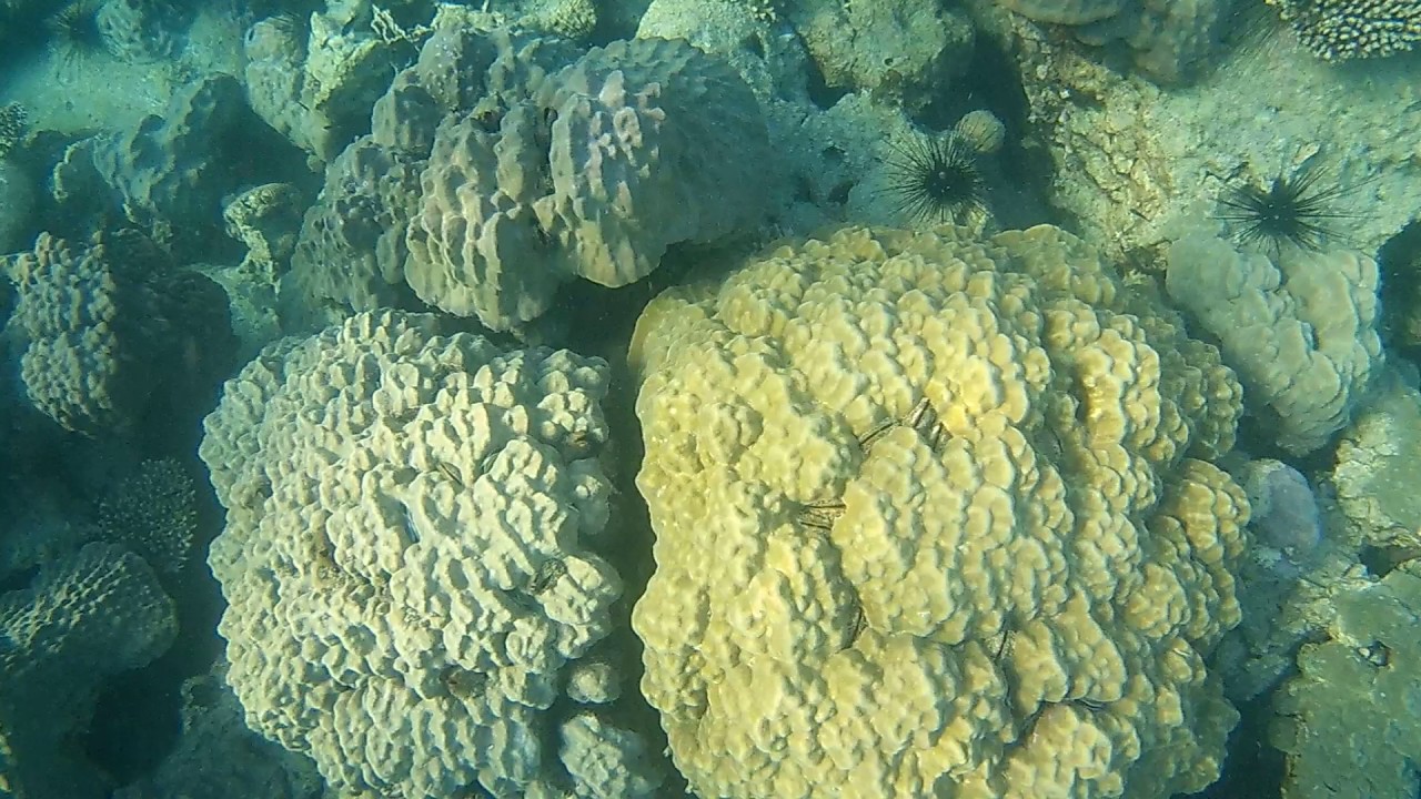 camera iphone 8 plus apk Vibrant, Colorful Coral Reef at Koh Koun Island, Best Snorkeling, Koh Rong Sanloem, Cambodia
