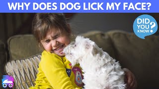 My Dog LICKS ME! (Why Dogs Lick Our Face?)