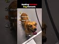 Ranking Funniest Dog Moments