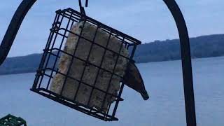 Lake Bellaire-Friendly nuthatch letting me get pretty close-12/8/20