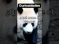 Qu come el panda  explicatodo shorts animales panda