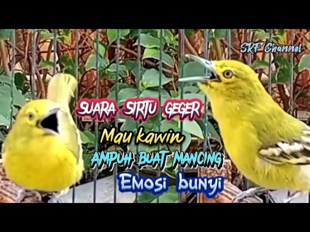 SUARA SIRTU PIKAT PALING AMPUH SEMUA SIRTU JAMIN LANGSUNG TURUN #sirtugacor@srfchannel3881 class=