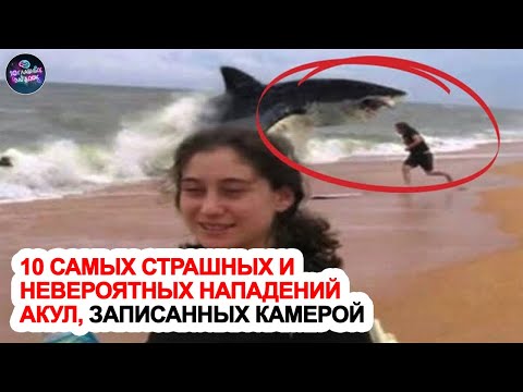 10 самых страшных и невероятных нападений акул, записанных камерой