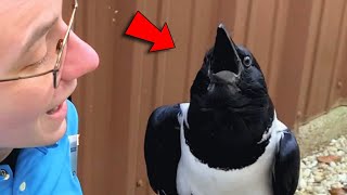 This crow seems convinced he's a tiny human and talks to people