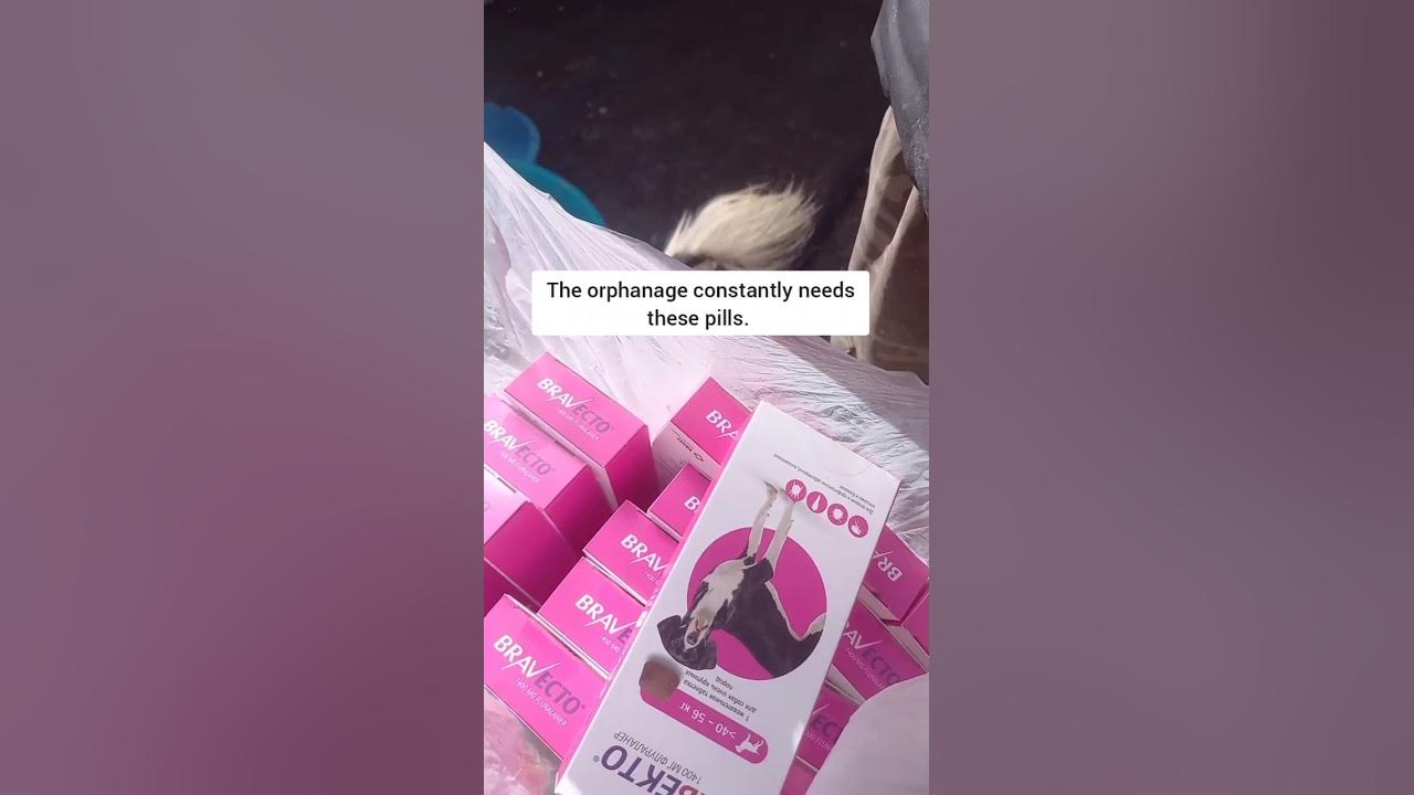 how-do-dogs-take-treatment-youtube