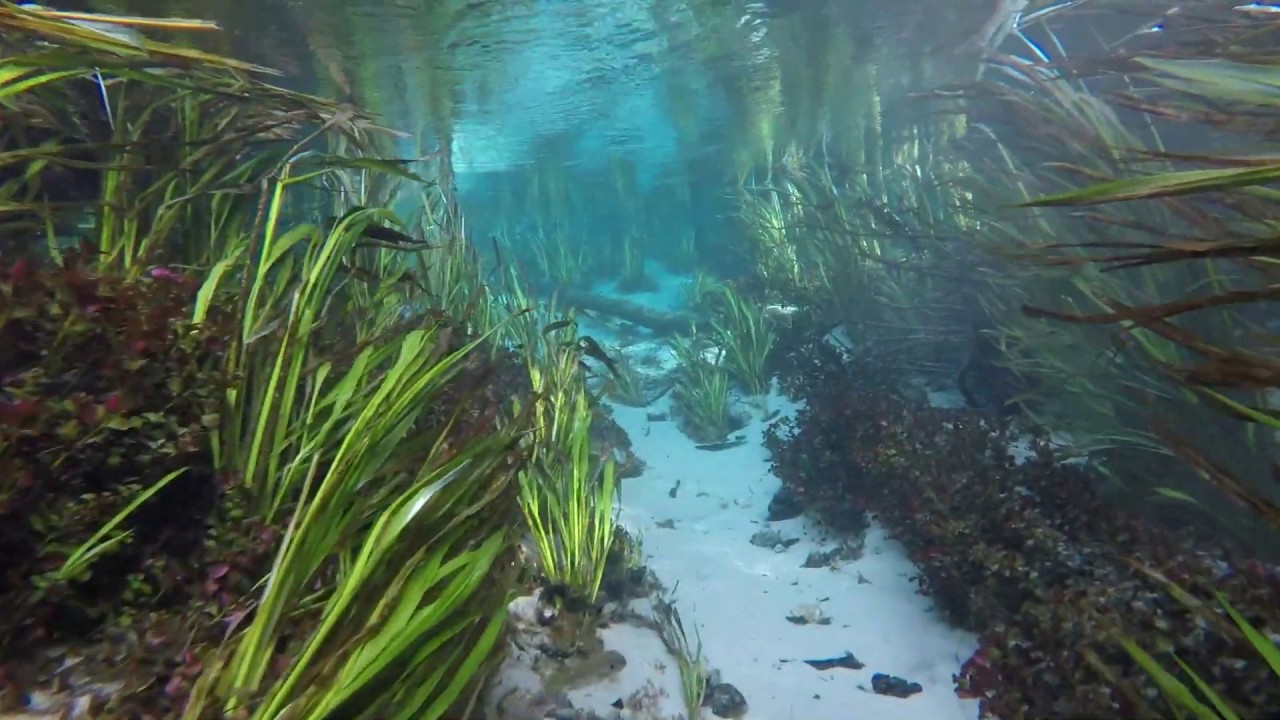 EXPLORE The Underwater World Of Florida's Springs YouTube