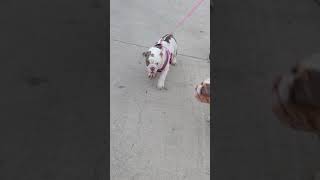 English Bulldog Puppies Sale in San Antonio, TX