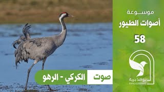 صوت كركي رهو Common crane sound