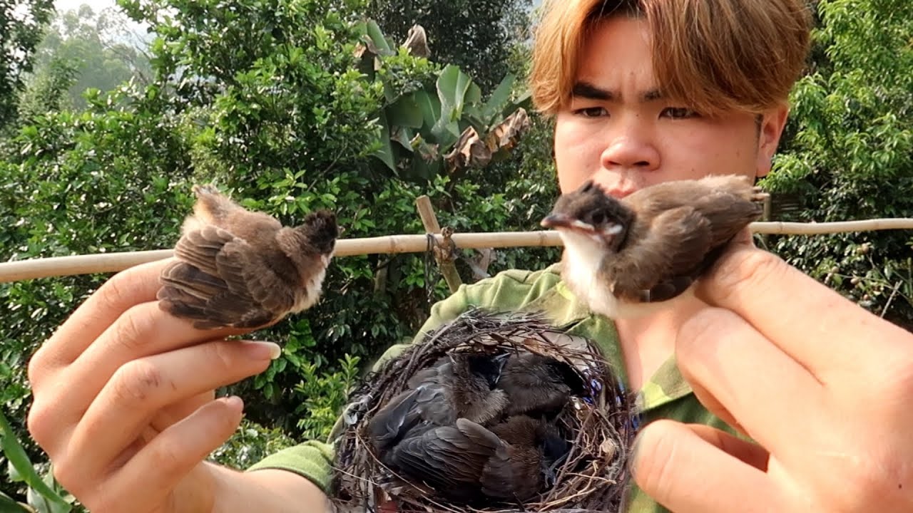 Hành Trình Đi Tìm Tổ Chim Chào Mào | Dân Tộc Tây Bắc Tv