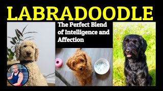 Labradoodles 101 Everything You Need to Know About This Adorable Breed