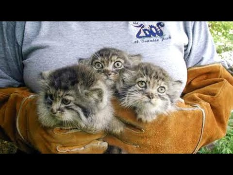 Farmer found abandoned kittens but turns out they cost a fortune.
