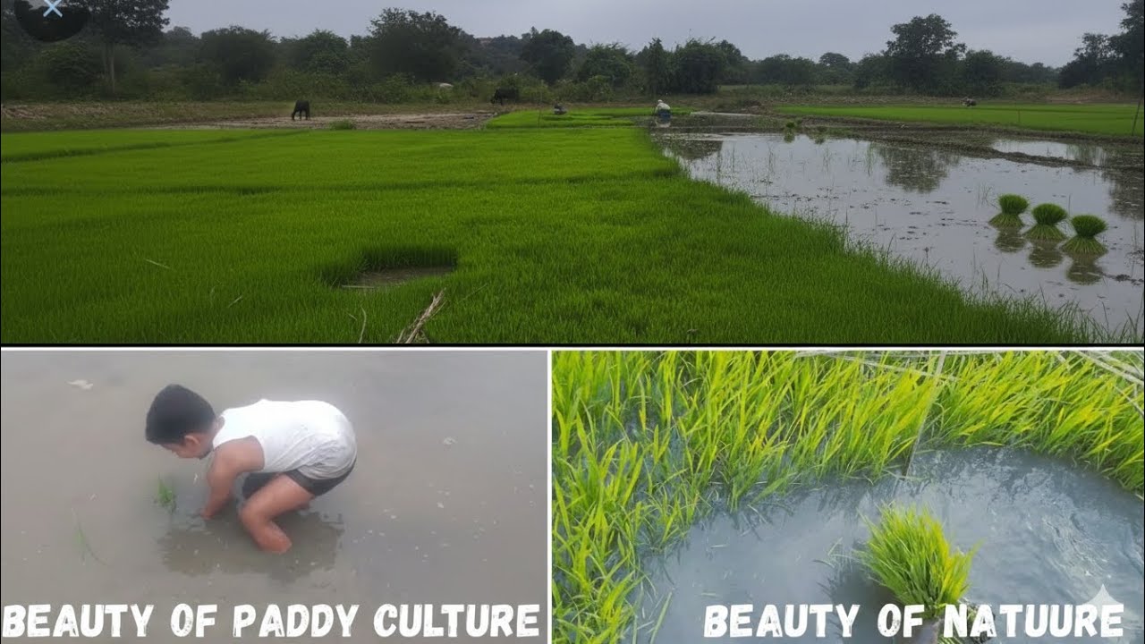Paddy culture in villages 