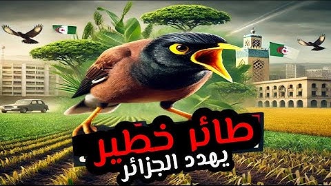 طائر خطير يثير الرعب في الجزائر