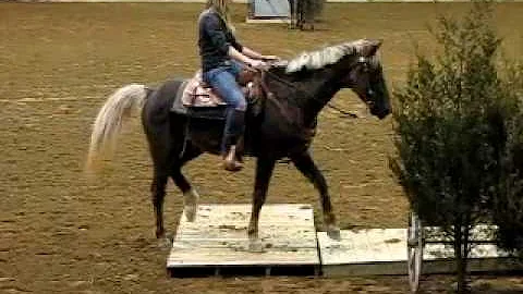 Great American Trail Horse Sale Trail Competition